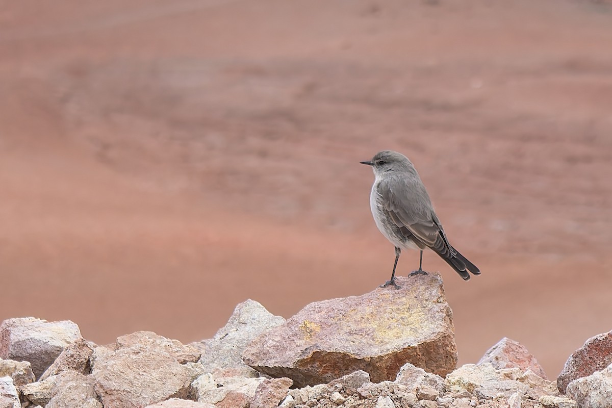 Cinereous Ground-Tyrant - ML634976968