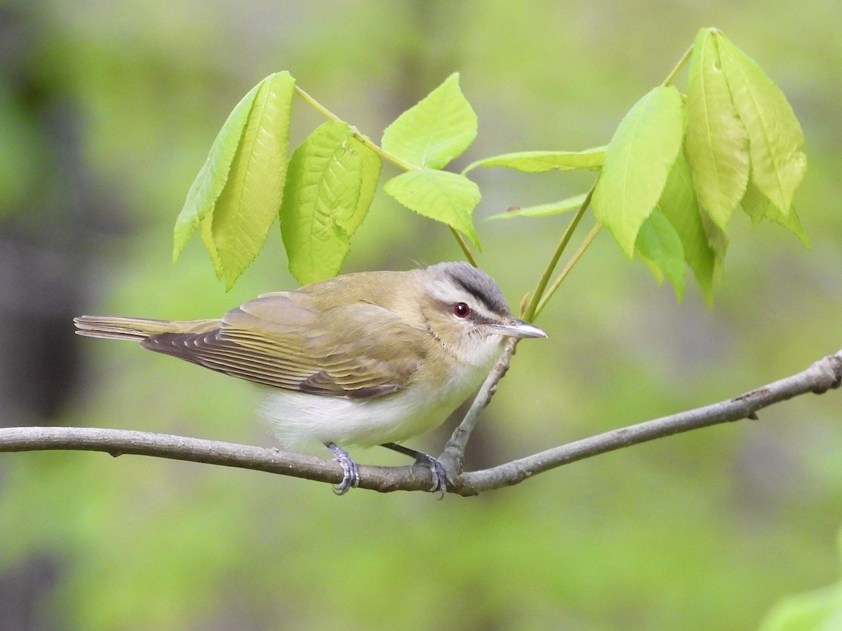 Red-eyed Vireo - ML634976984
