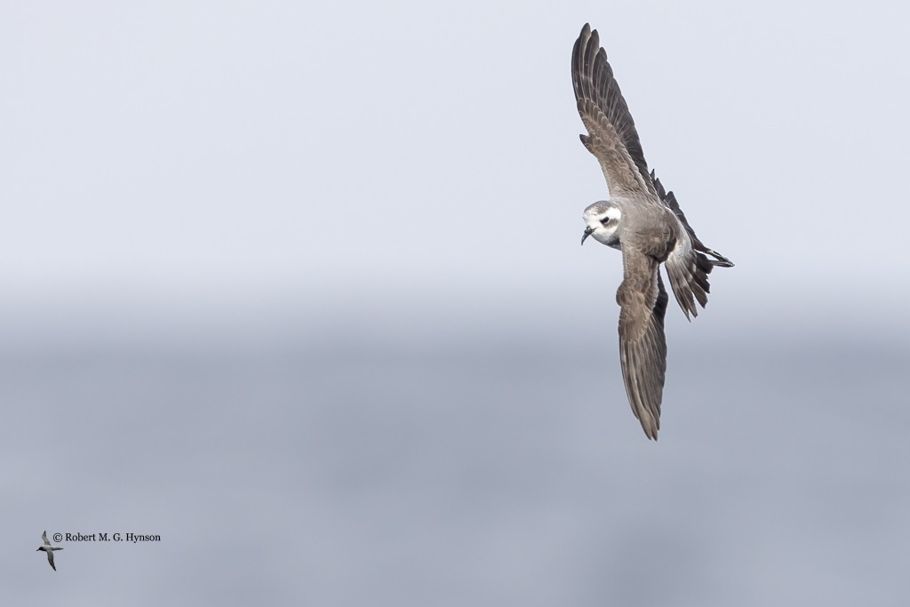 White-faced Storm-Petrel - ML634976999