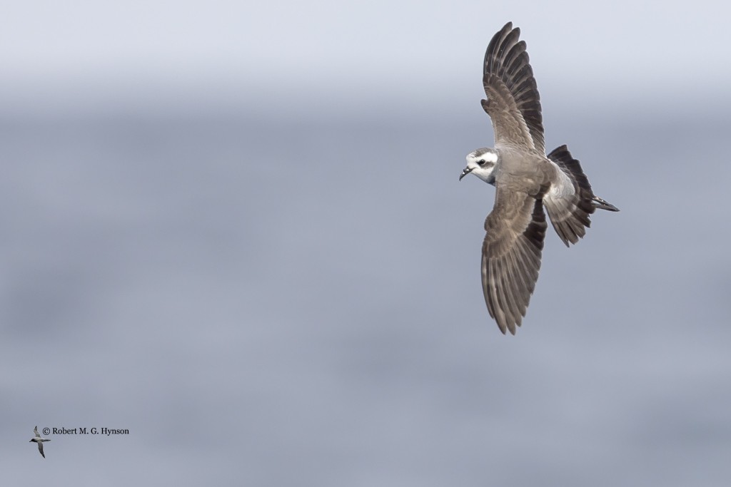 White-faced Storm-Petrel - ML634977000