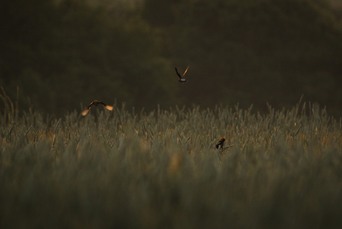 Bobolink - ML634977041