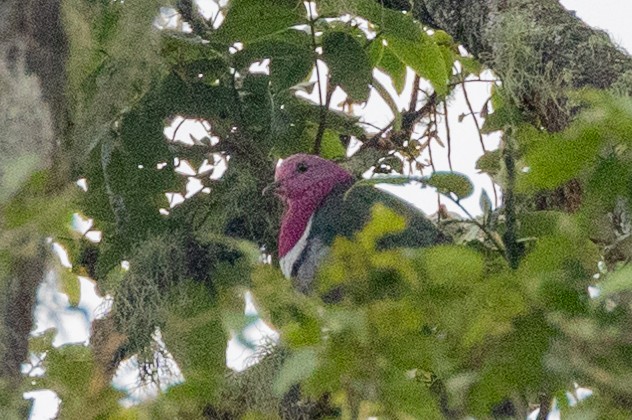 Pink-headed Fruit-Dove - ML634977168