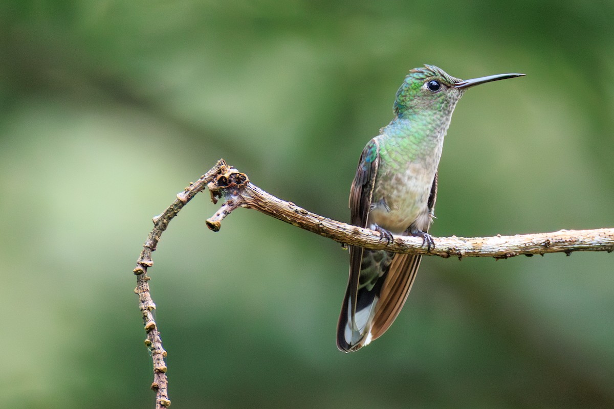 Colibri de Cuvier - ML634977244