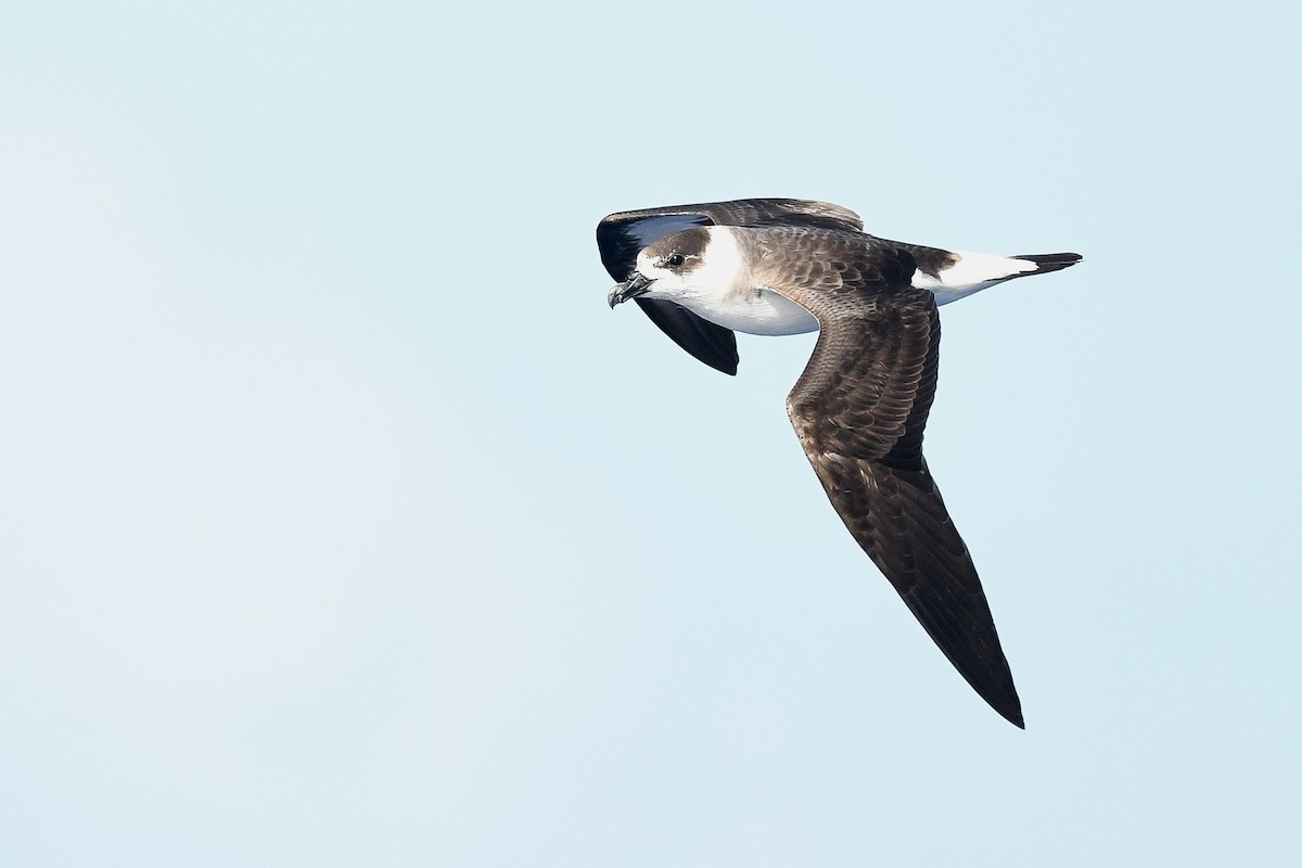 Black-capped Petrel - ML634977359