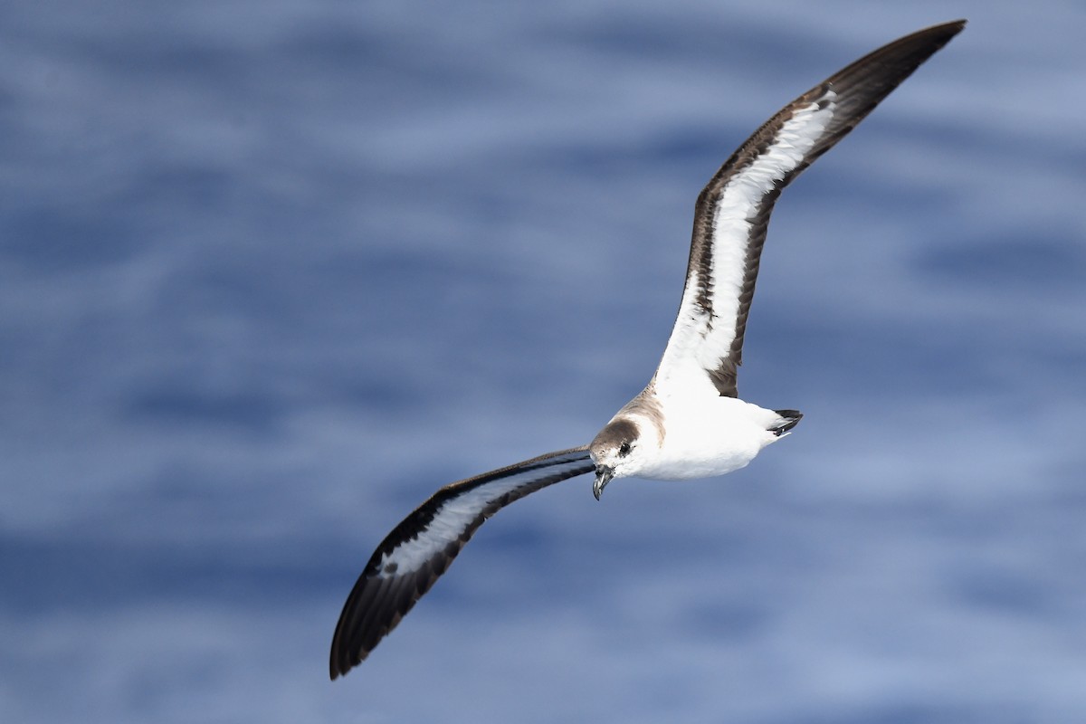 Black-capped Petrel - ML634977361