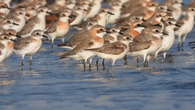 Tibetan Sand-Plover - ML634977405