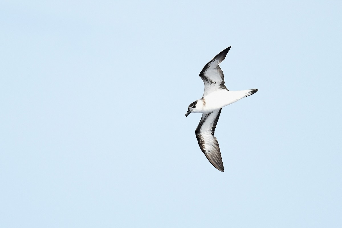 Black-capped Petrel (White-faced) - ML634977417