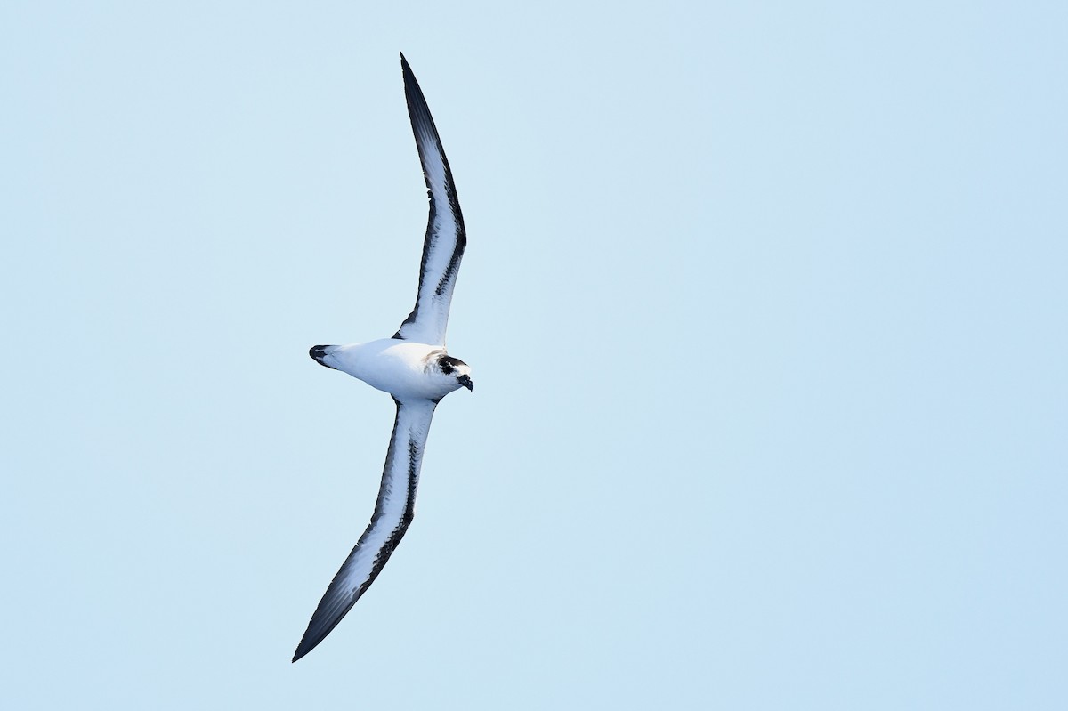 Black-capped Petrel (White-faced) - ML634977418