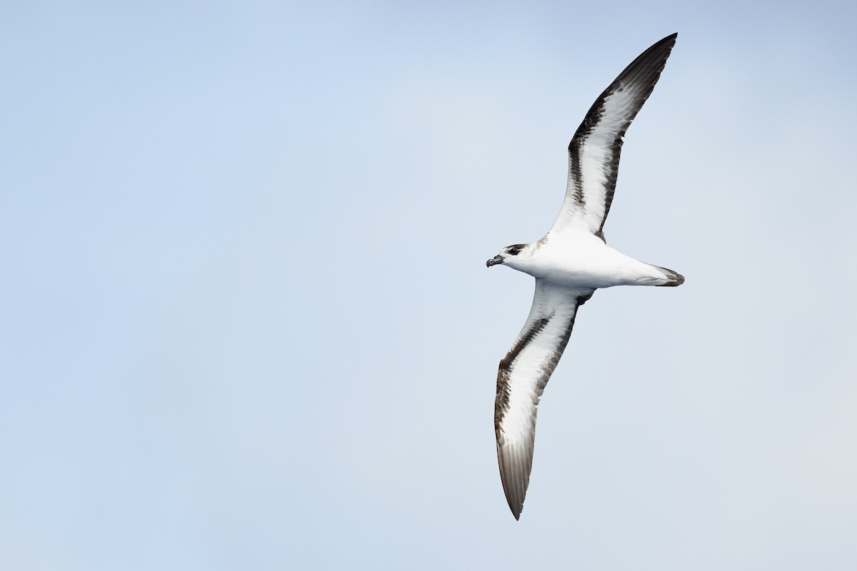 Black-capped Petrel (White-faced) - ML634977419