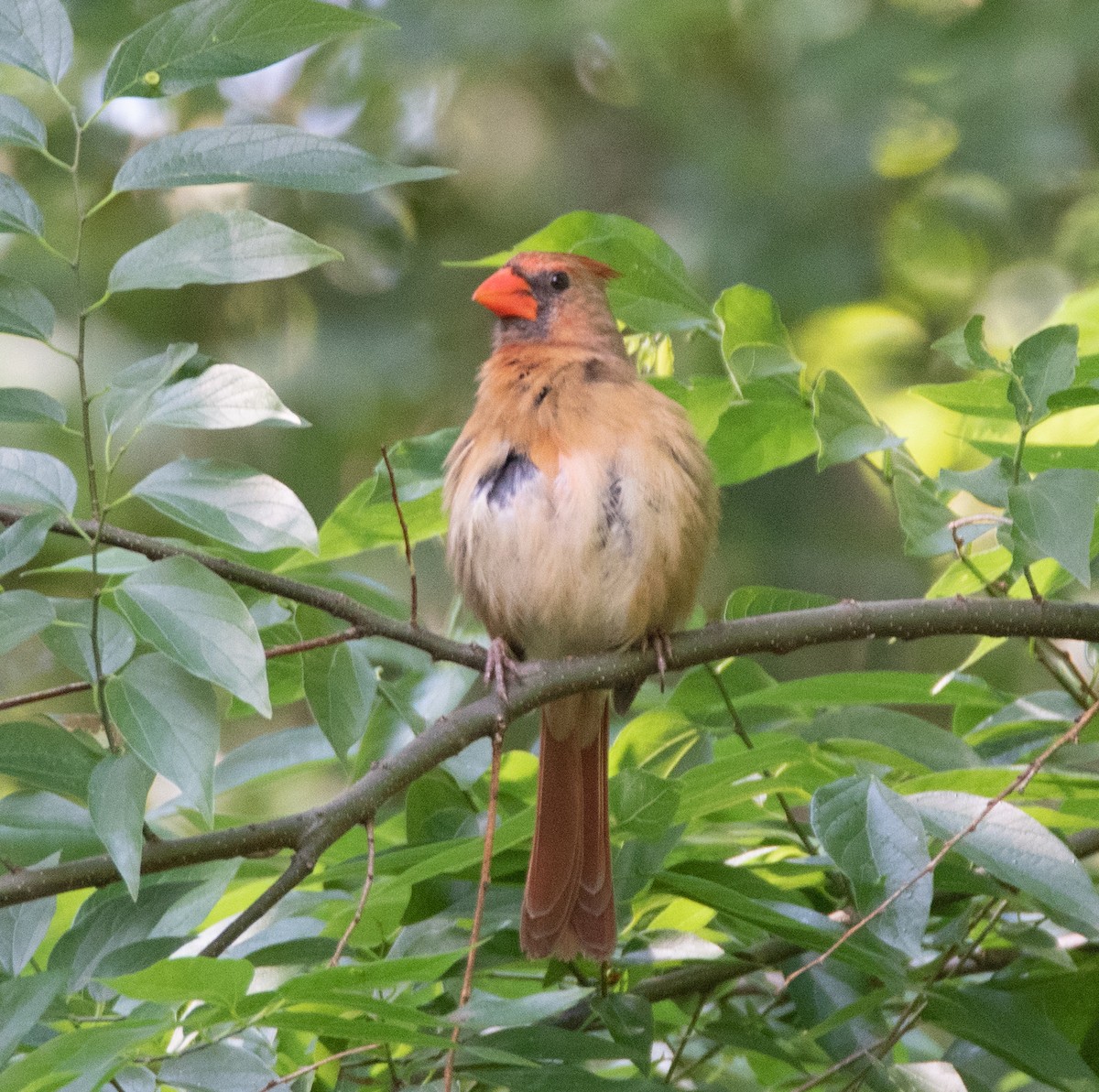 Northern Cardinal - ML634977447