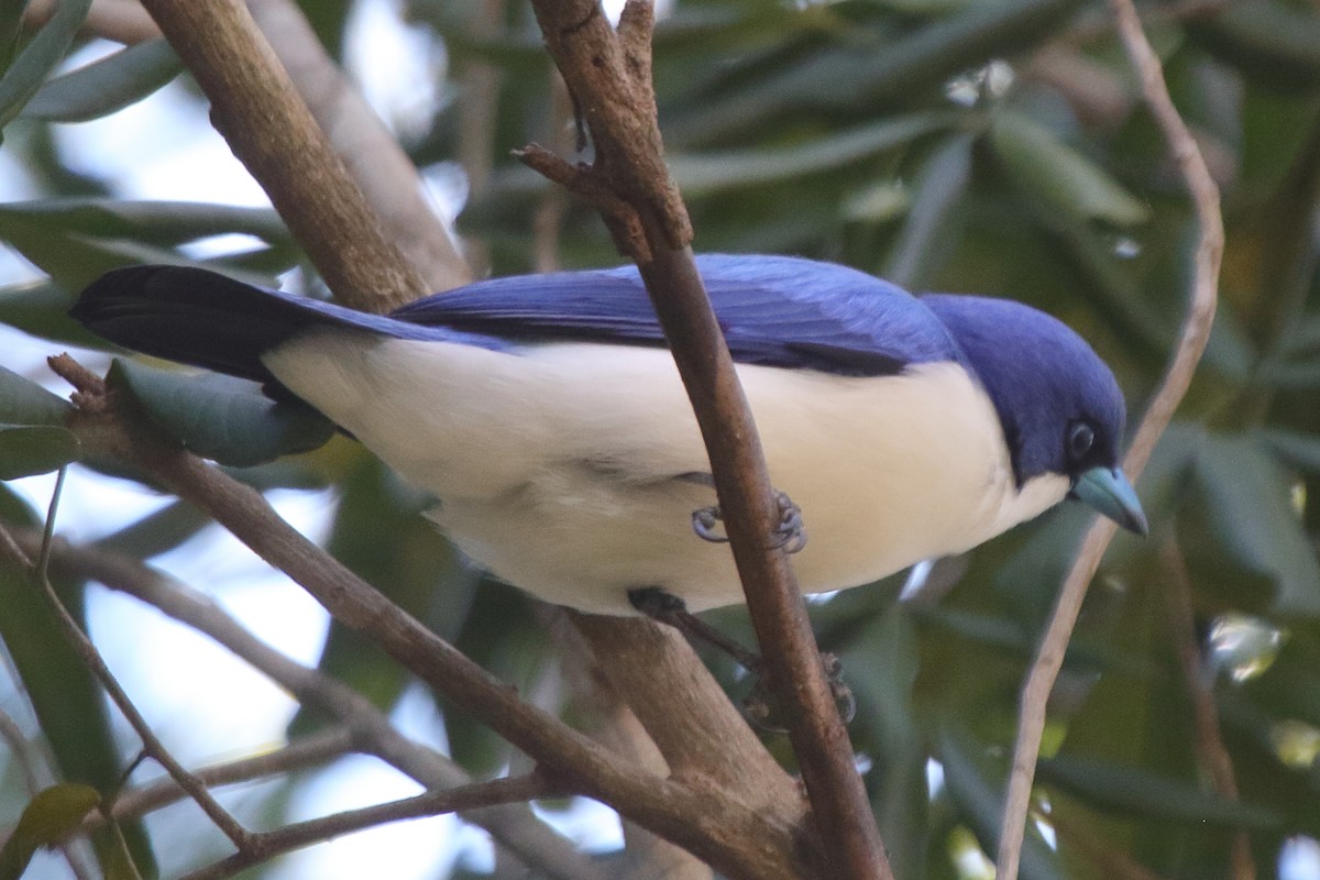 Madagascar Blue Vanga - ML634977512