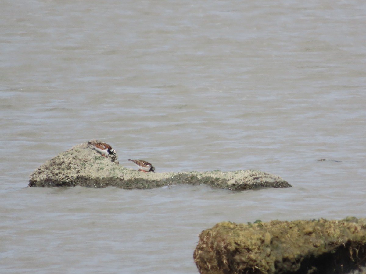 Алаг хайргач - ML634977518