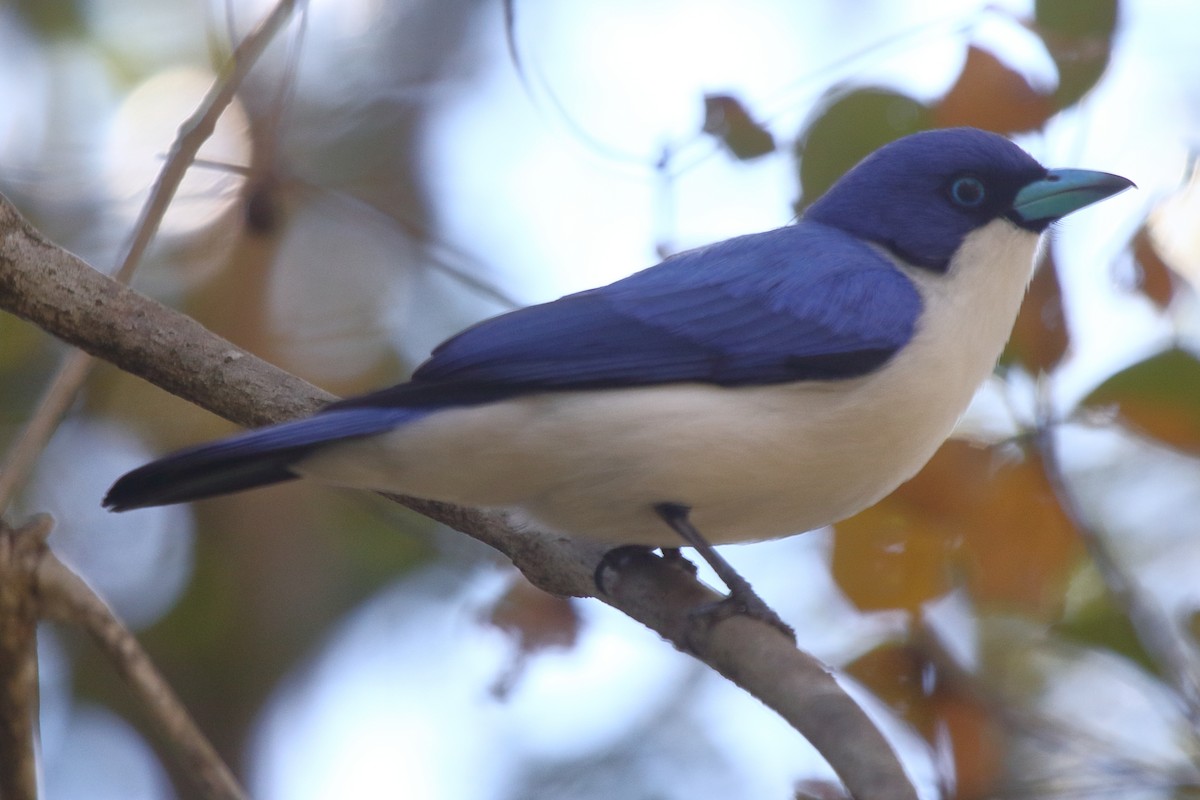 Madagascar Blue Vanga - ML634977520