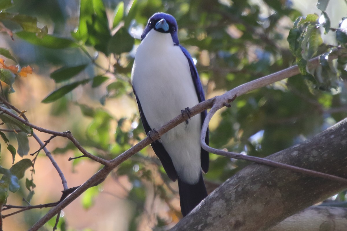Madagascar Blue Vanga - ML634977529