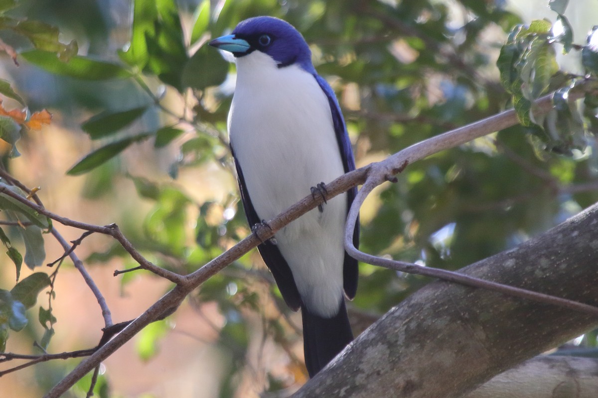 Madagascar Blue Vanga - ML634977533