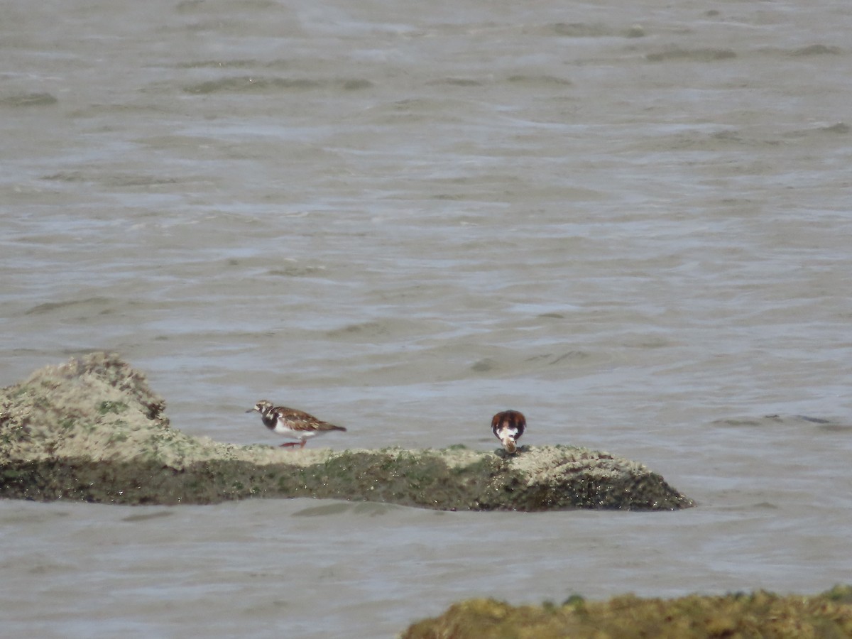 Алаг хайргач - ML634977543