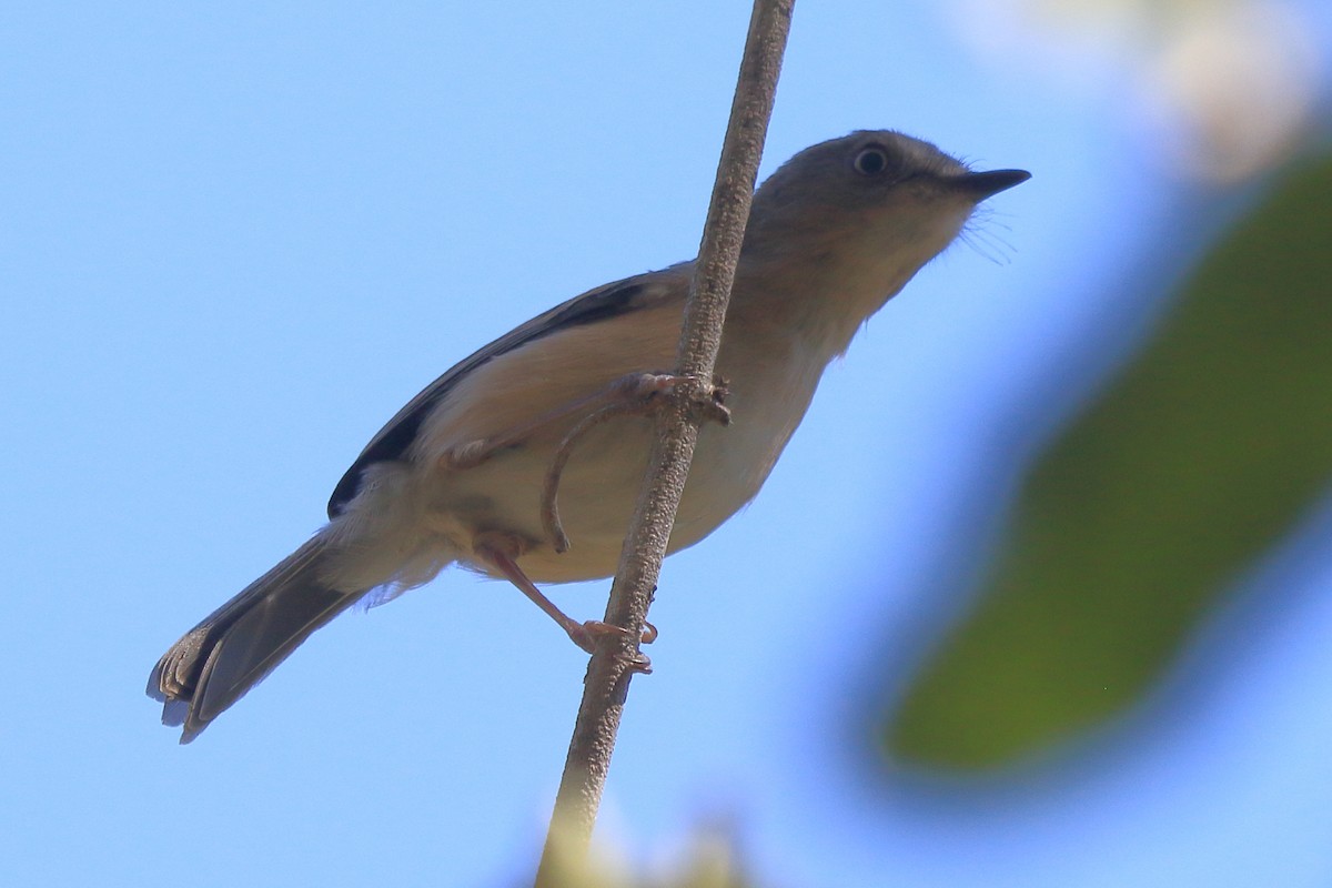 Common Newtonia - ML634977565