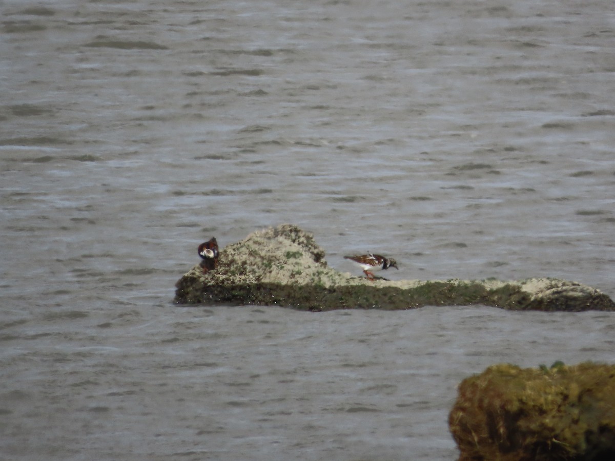 Алаг хайргач - ML634977585