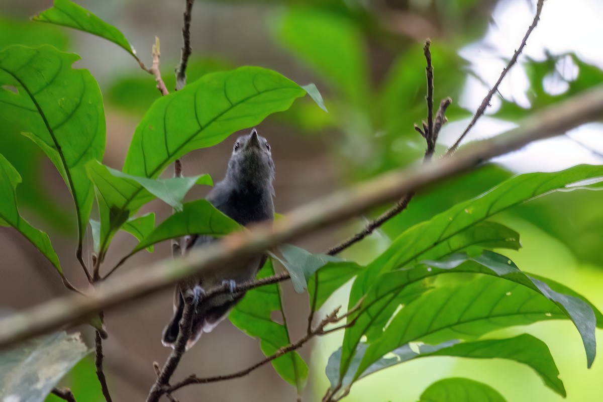 Long-winged Antwren - ML634977677