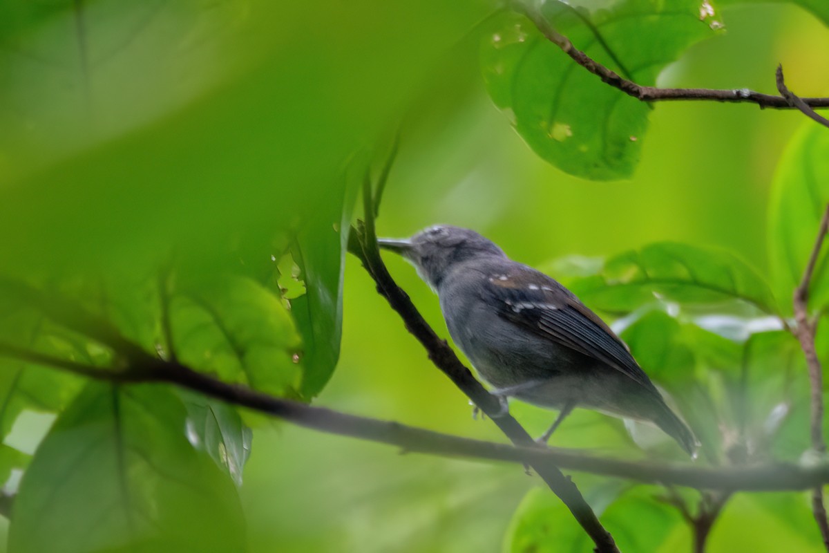 Gray Antwren - ML634977701