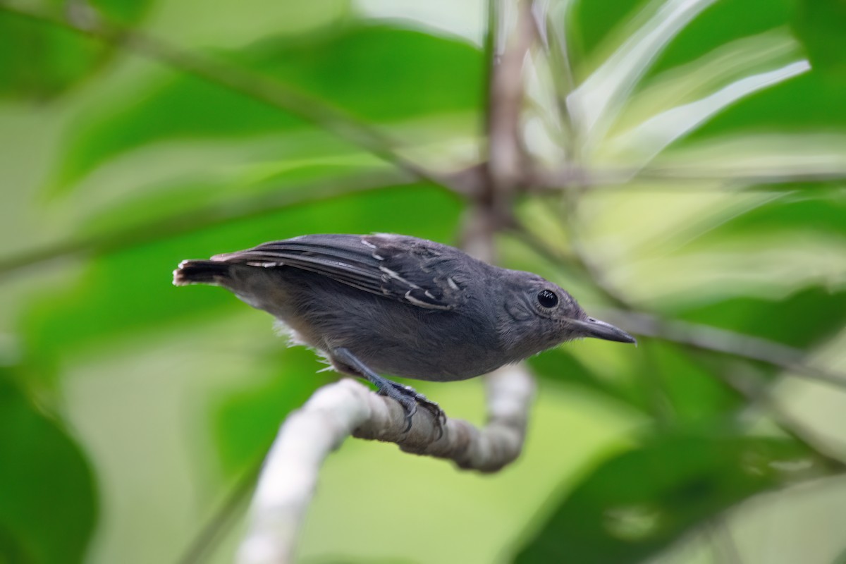 Gray Antwren - ML634977784