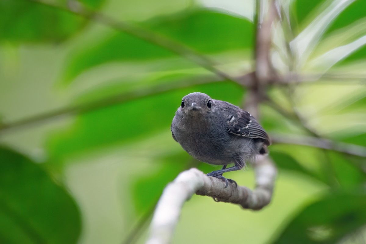 Gray Antwren - ML634977785