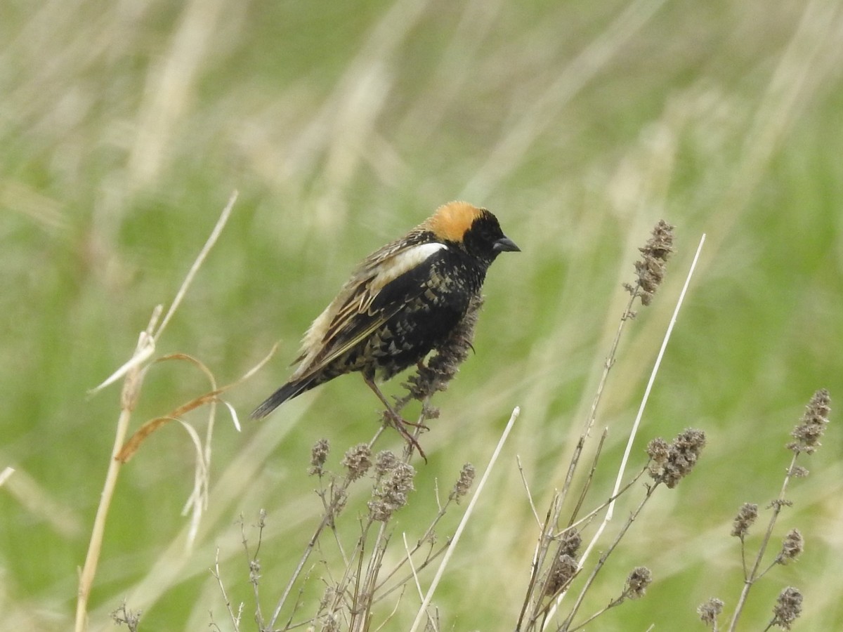 Bobolink - ML634978031