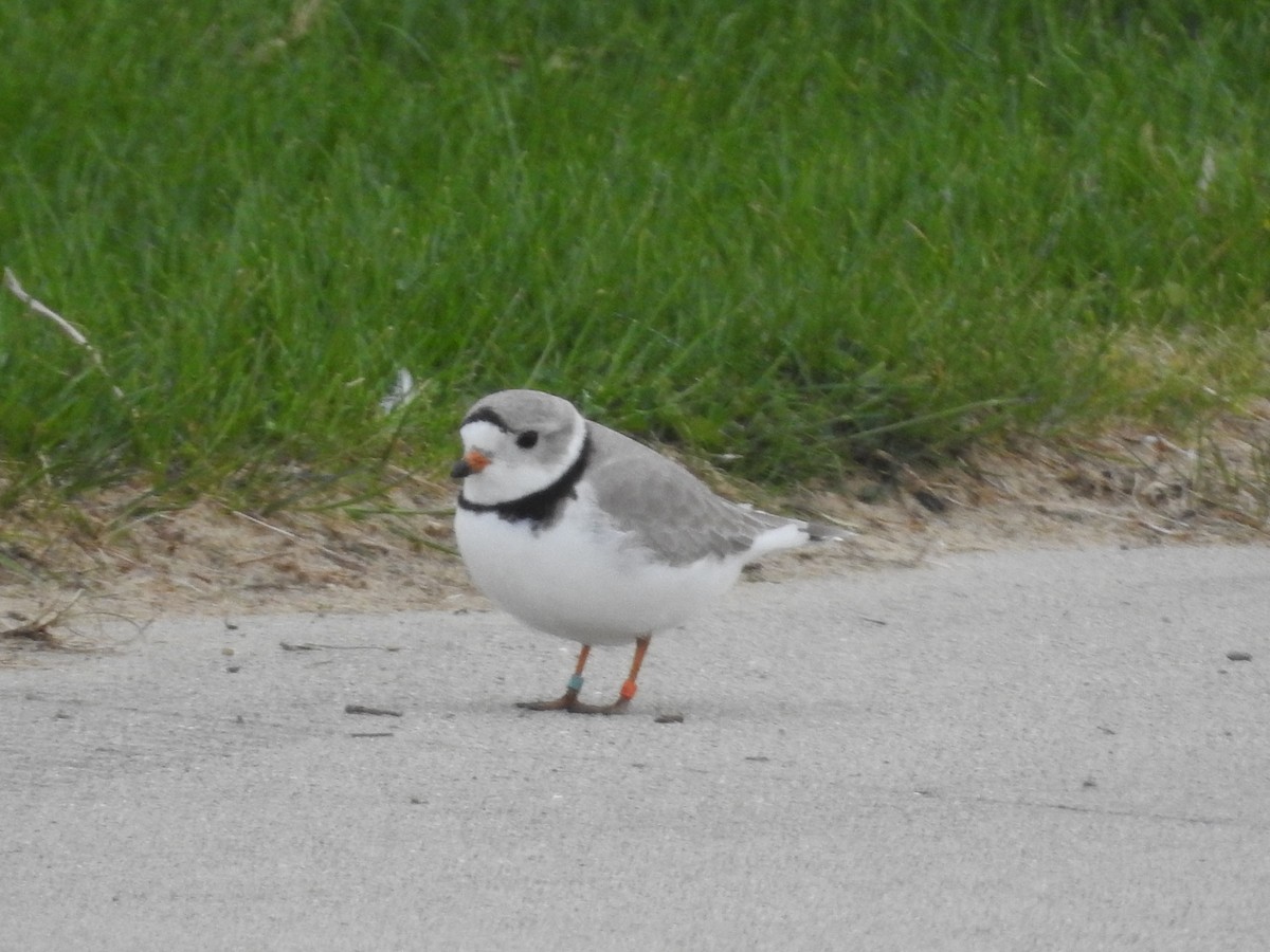 Piping Plover - ML634978084