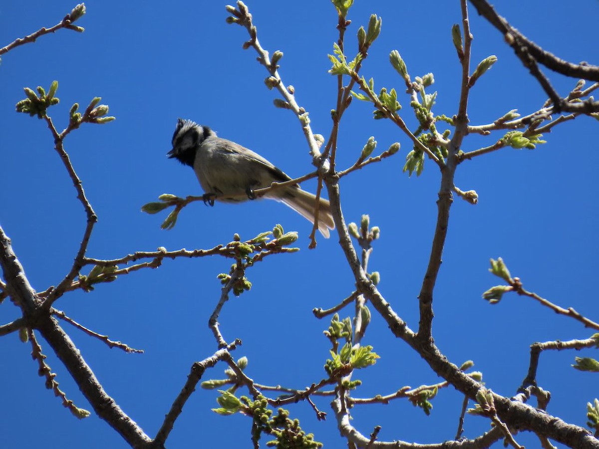 シロガオエボシガラ - ML634978101