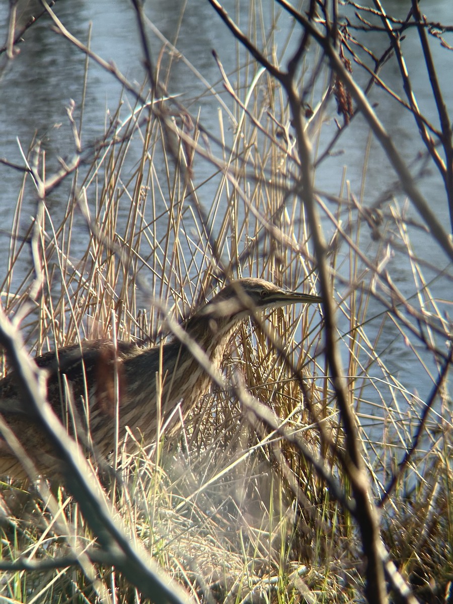 American Bittern - ML634978115