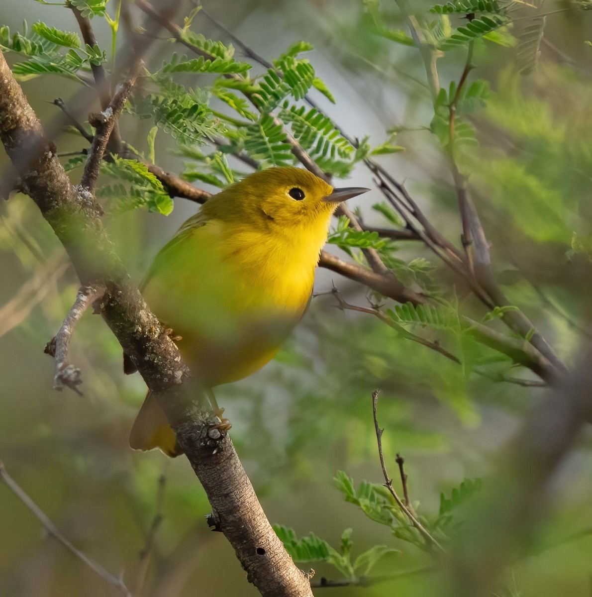 Northern Yellow Warbler - ML634978242