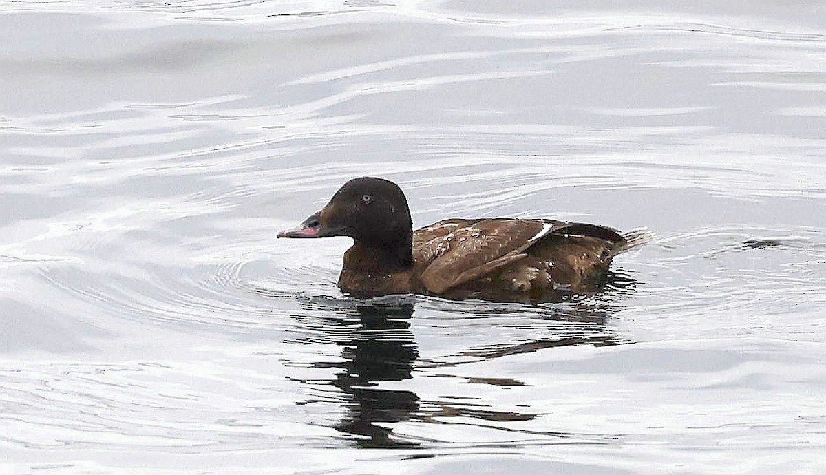 White-winged Scoter - ML634978388