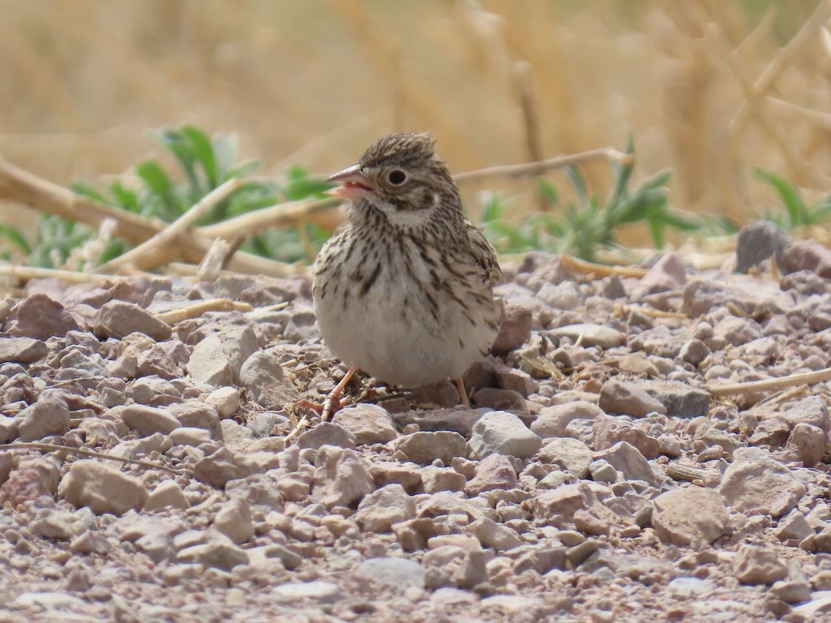 オジロヒメドリ - ML634978393