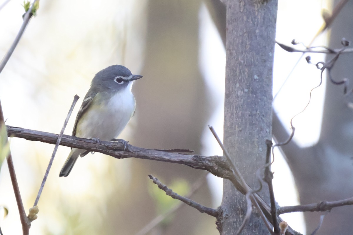 Blue-headed Vireo - ML634978401