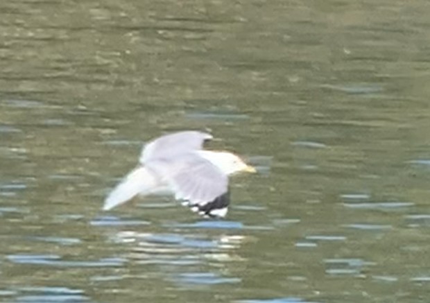 Short-billed Gull - ML634978436