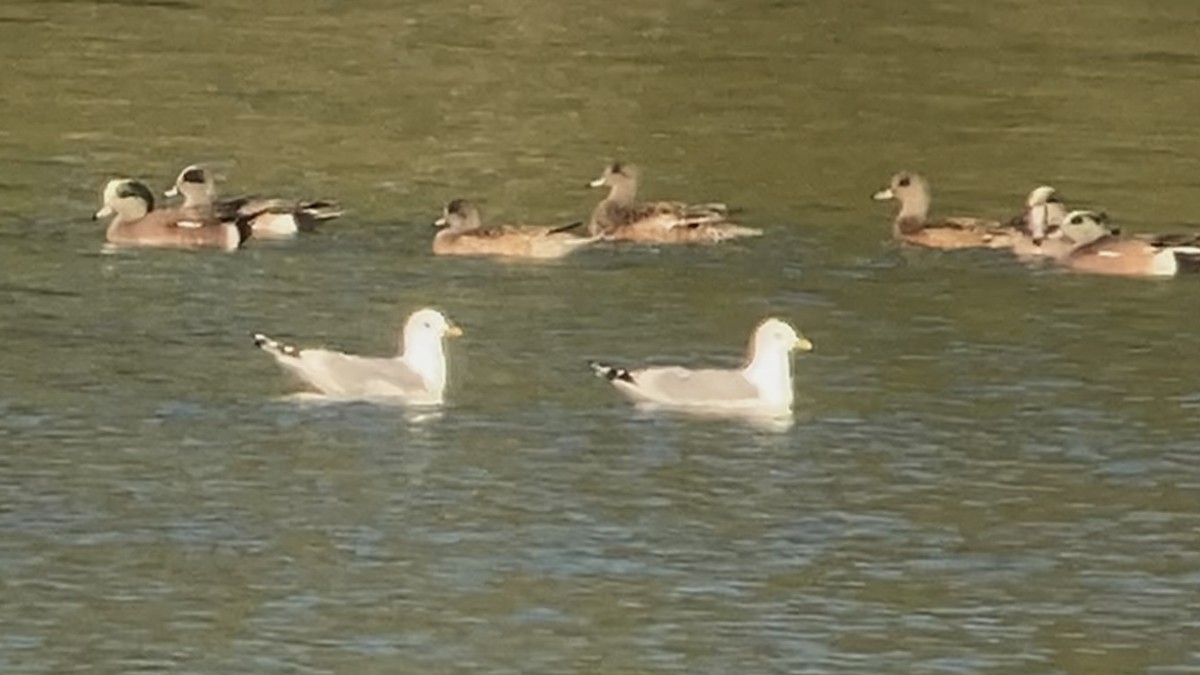 Short-billed Gull - ML634978437