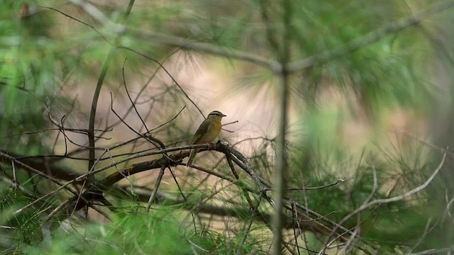 Worm-eating Warbler - ML634978514