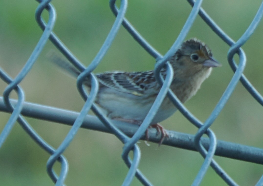 Grasshopper Sparrow - ML634978528