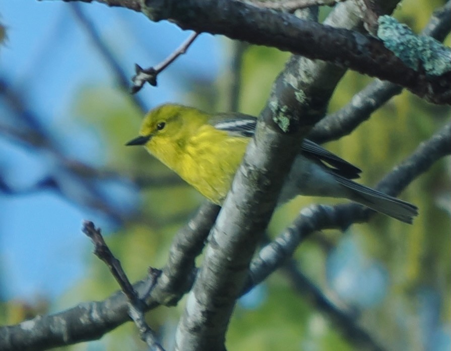 Pine Warbler - ML634978548