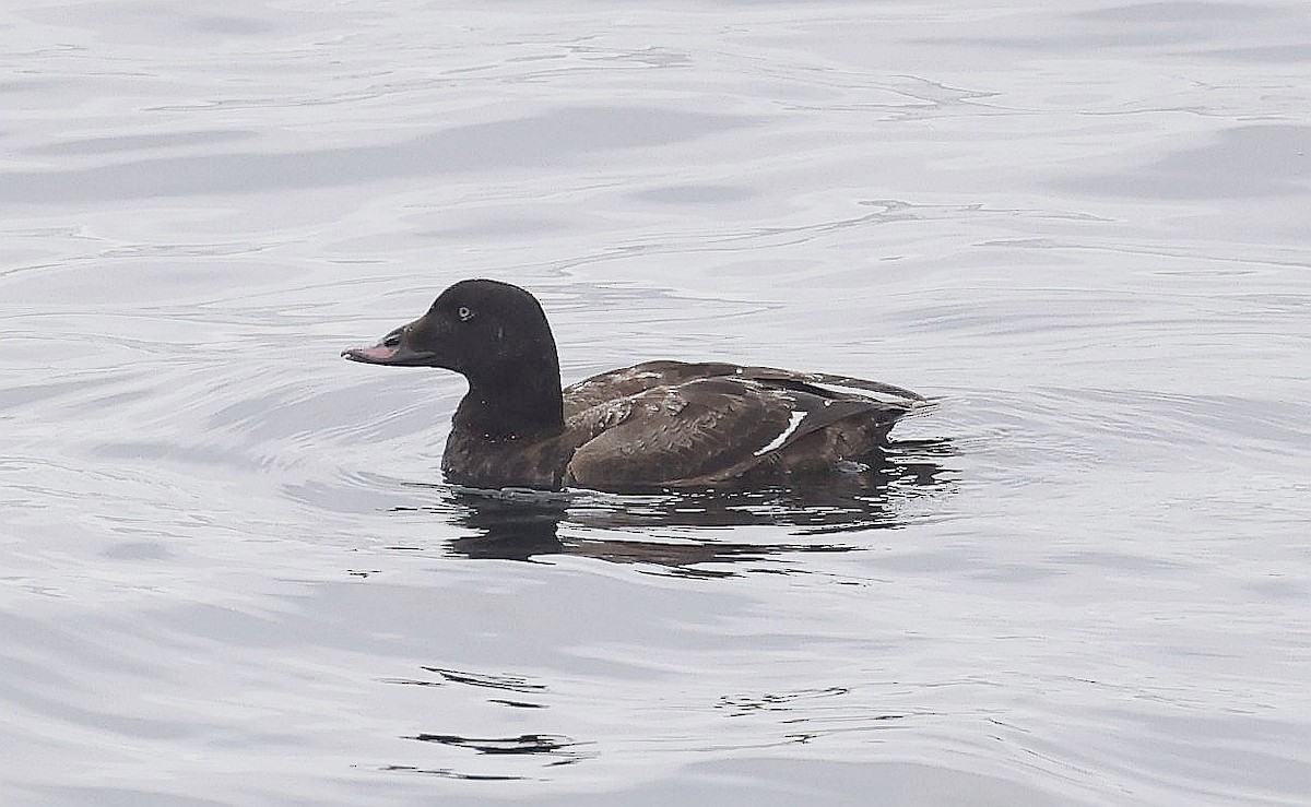 White-winged Scoter - ML634978550