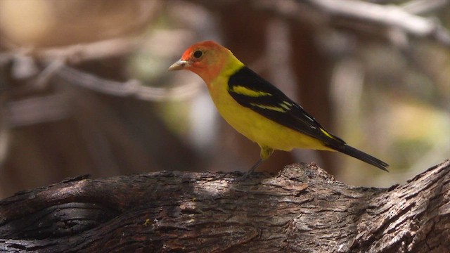 Western Tanager - ML634978575