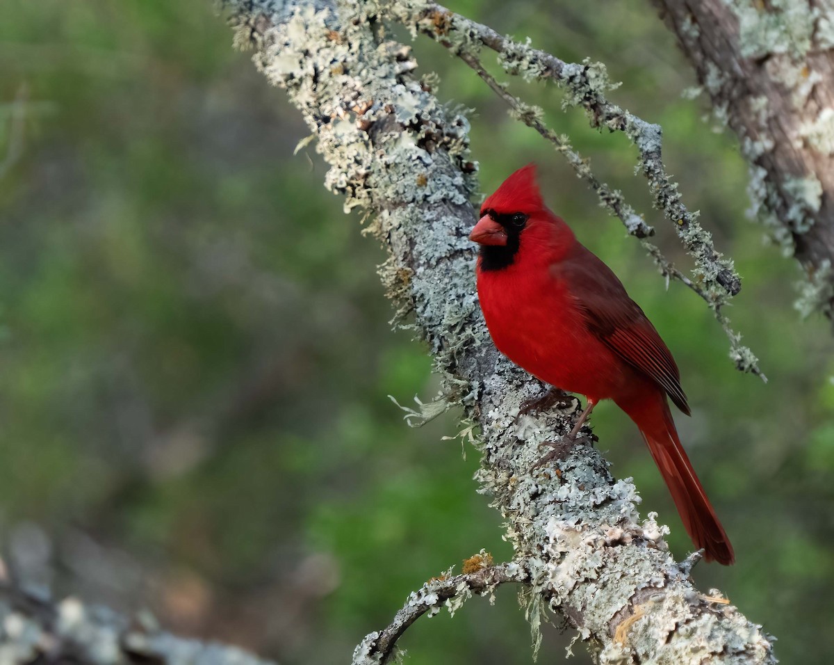 Northern Cardinal - ML634978606