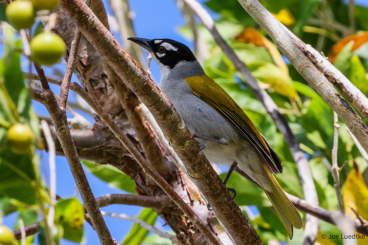 Black-crowned Palm-Tanager - ML634978742
