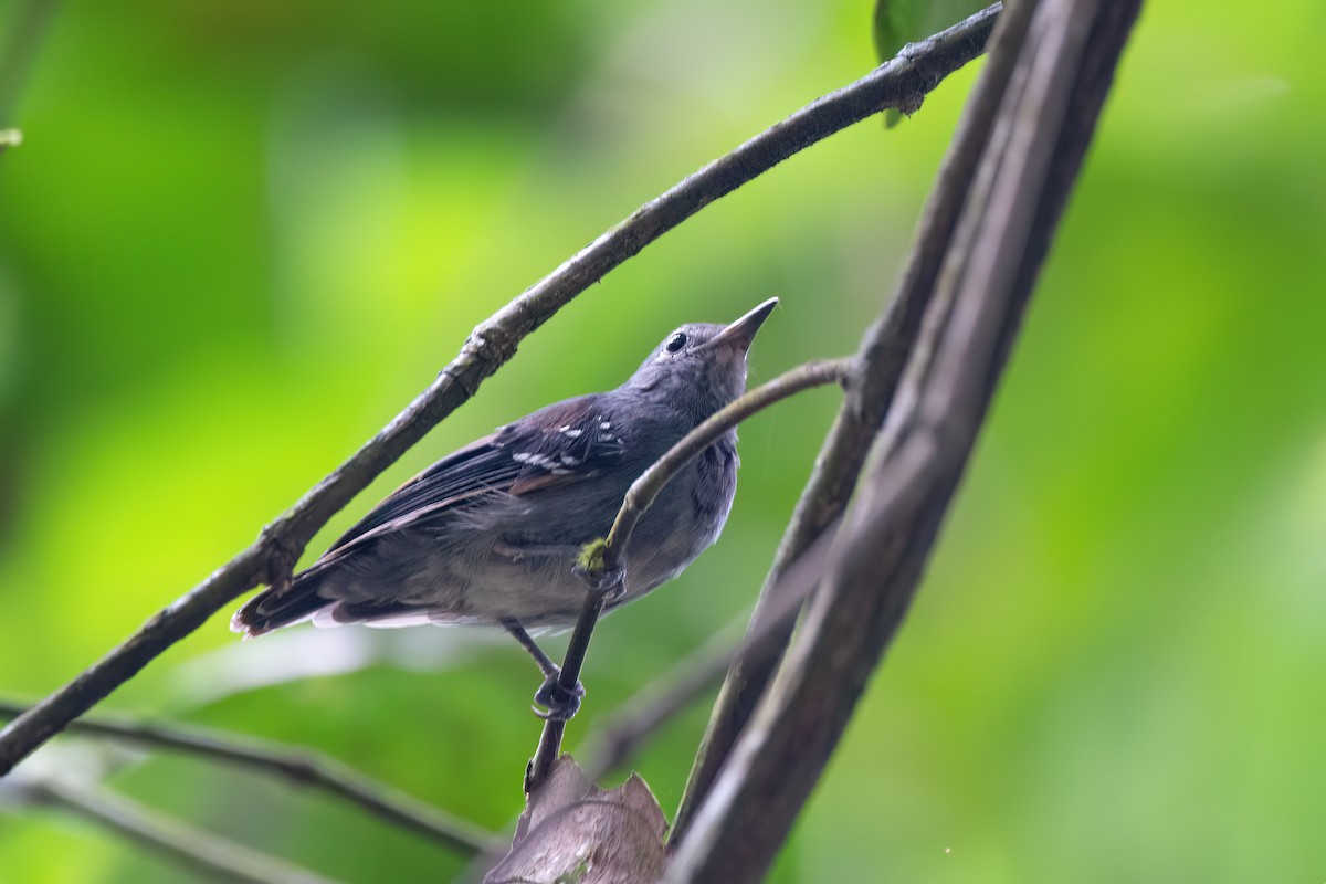 Gray Antwren - ML634978748
