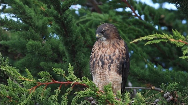 Rufous-tailed Hawk - ML634978786