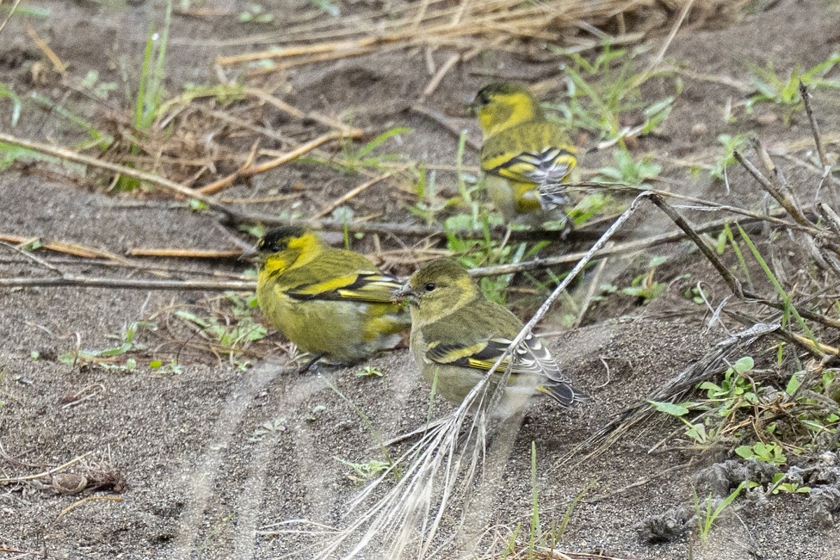 Black-chinned Siskin - ML634978789