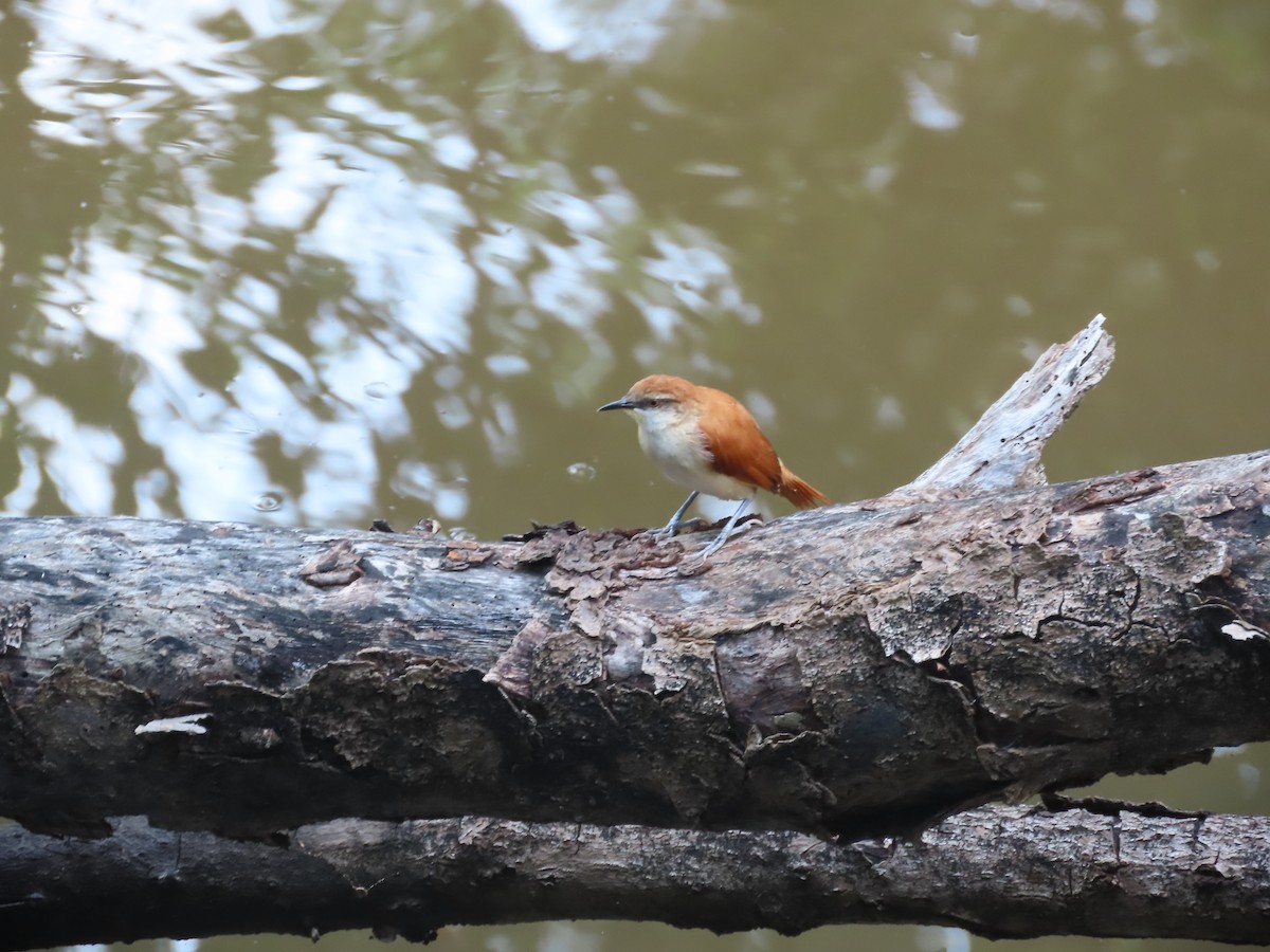 Yellow-chinned Spinetail - ML634978809