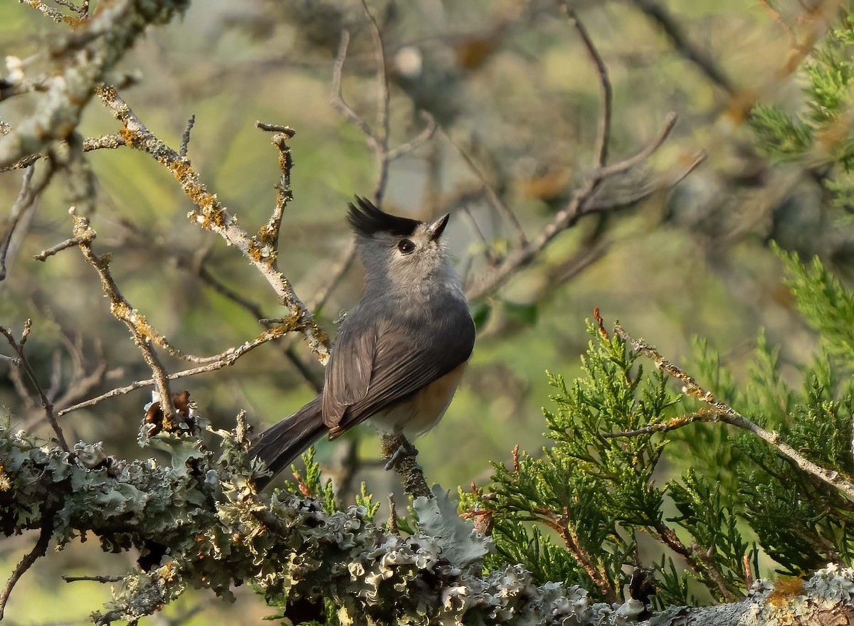 Black-crested Titmouse - ML634978829