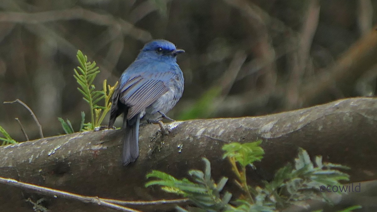 Nilgiri Flycatcher - ML634978899