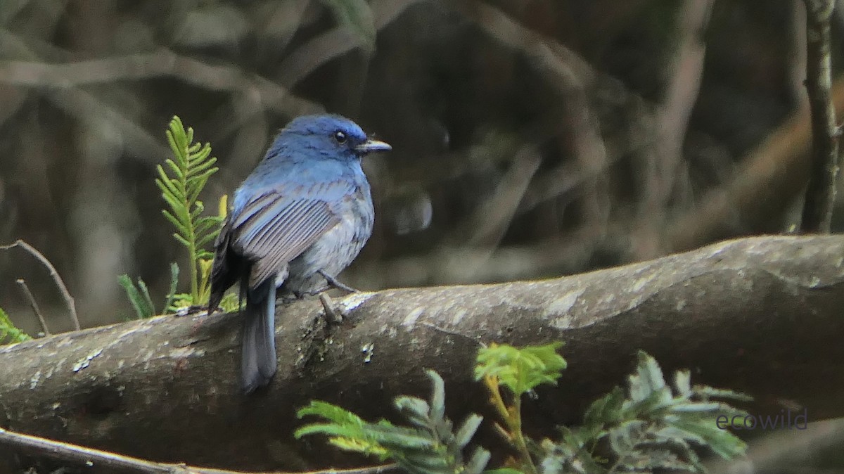 Nilgiri Flycatcher - ML634978901
